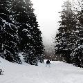 Piste dans les bois